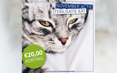 November actie: €20,00 korting op sterilisatie kat